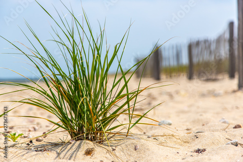 Small tuft of beach grass in front of fence