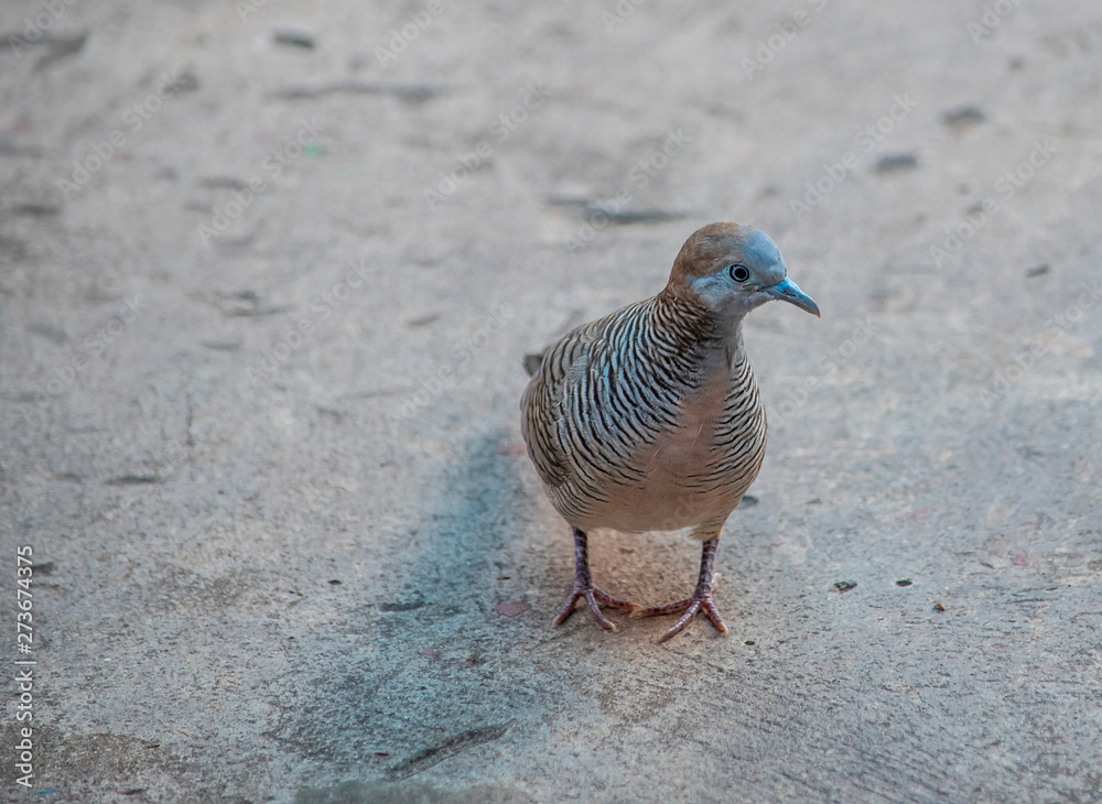 Pigeons are walking on the cement floor. Pigeons are walking on the cement floor.