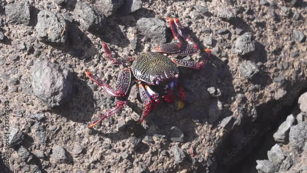 Crab crawling across rock outside