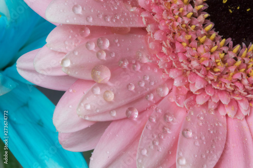 pink gerber daisy with water drops