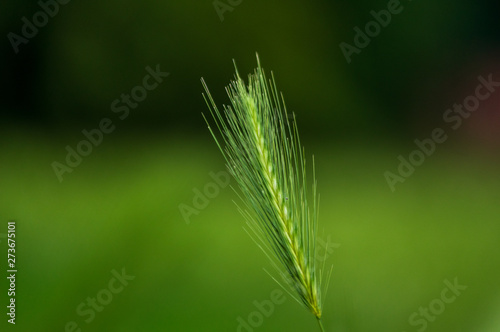 stalks of wall barley (hordeum murium) on a meadow