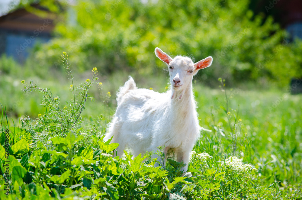 White young beautiful goat eats lush green grass on the lawn on a bright summer sunny day.