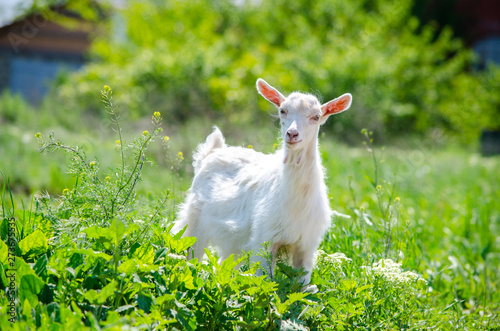 White young beautiful goat eats lush green grass on the lawn on a bright summer sunny day.