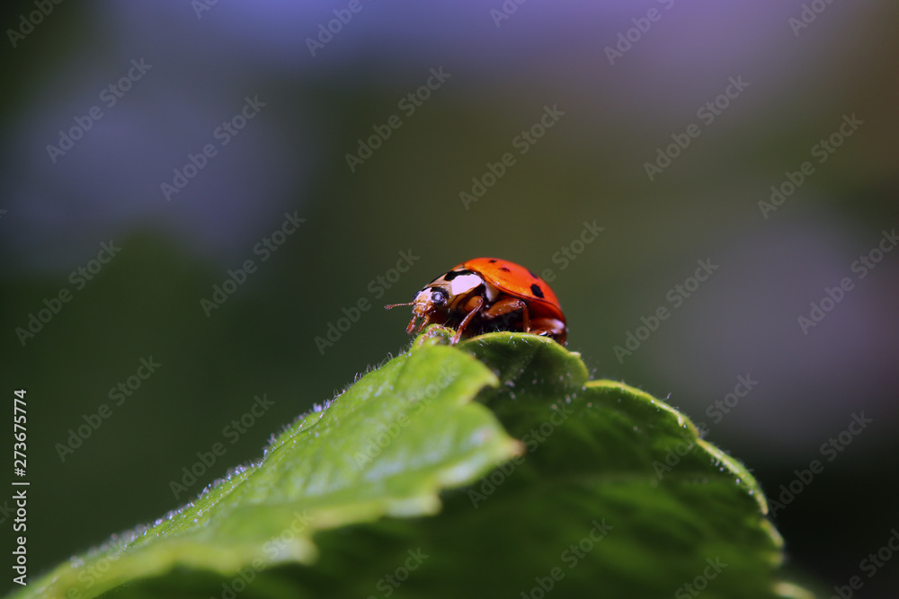 Fototapeta premium Various insects from Germany in high resolution and scanned with macro