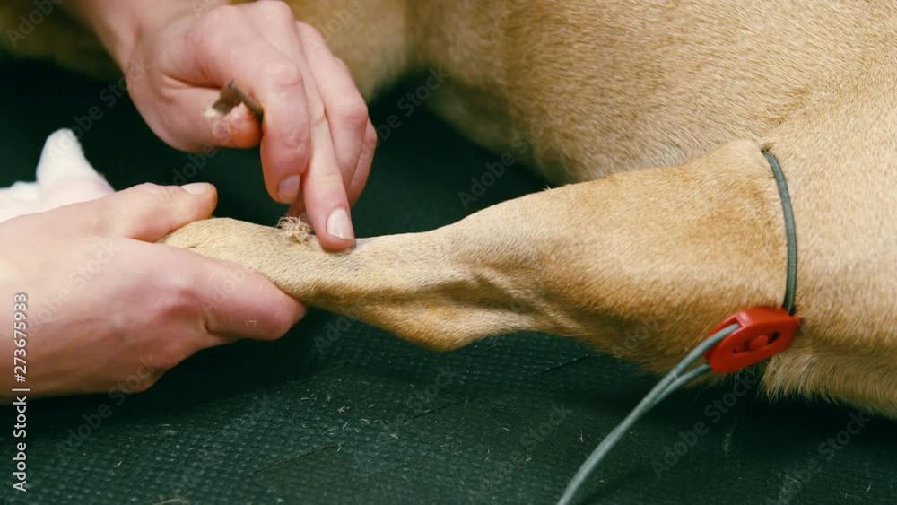 Veterinarian shaves a dog's paw to insert the cannula drip Veterinarian shaves a dog's paw to insert the cannula drip