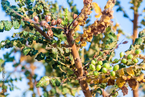 Detail of frankincense tree (Boswellia sacra) near Salalah, Oman