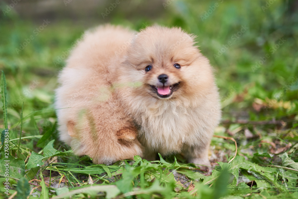 Cute puppy cream Pomeranian on the street with his tongue hanging out.