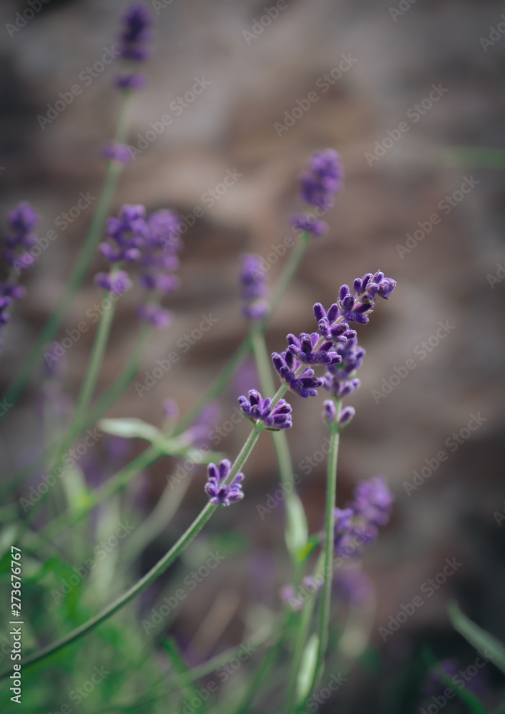 Obraz premium Lavendel
