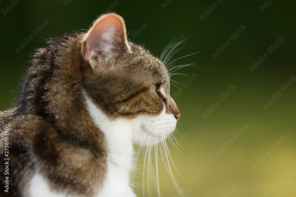 Obraz premium Hauskatze