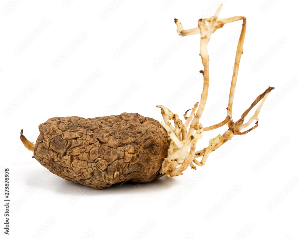 Fototapeta premium Germinated yellow potato isolated on white background