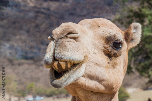 Detail of a camel at Wadi Dharbat near Salalah, Oman © Matyas Rehak
