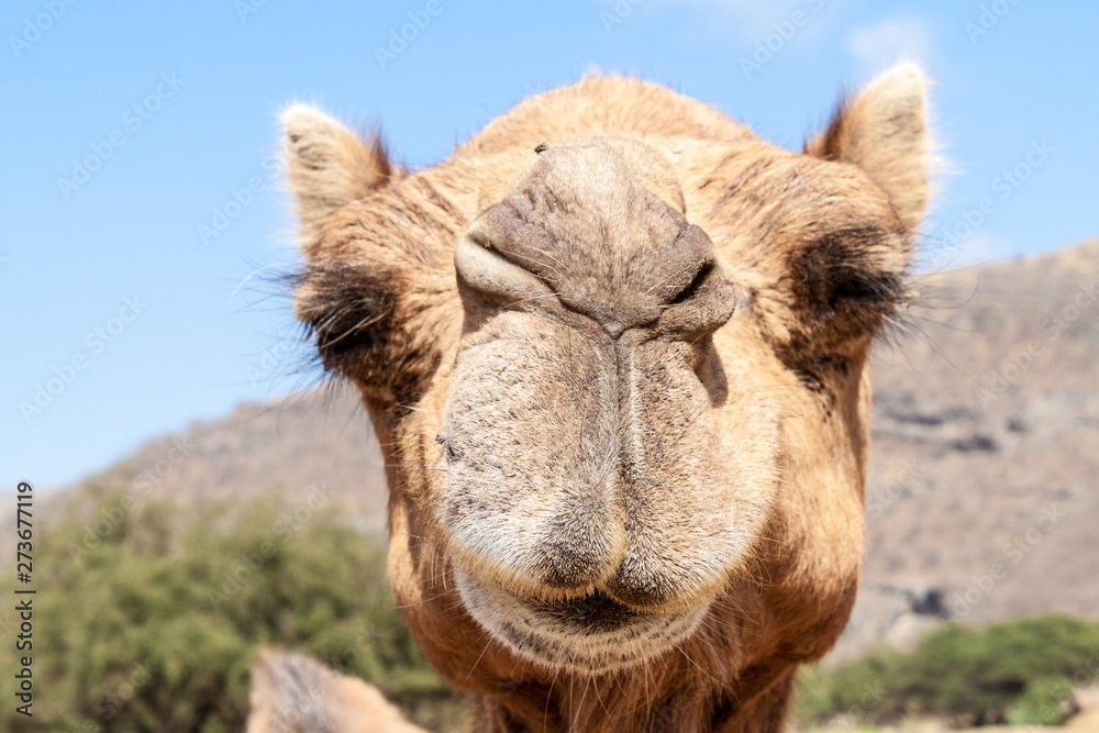 Camel in Wadi Dharbat near Salalah, Oman