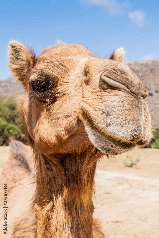 Fototapeta premium Head of a camel in Wadi Dharbat near Salalah, Oman