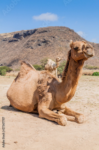 Camel in Wadi Dharbat near Salalah  Oman