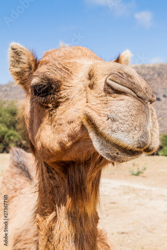 Head of a camel in Wadi Dharbat near Salalah  Oman