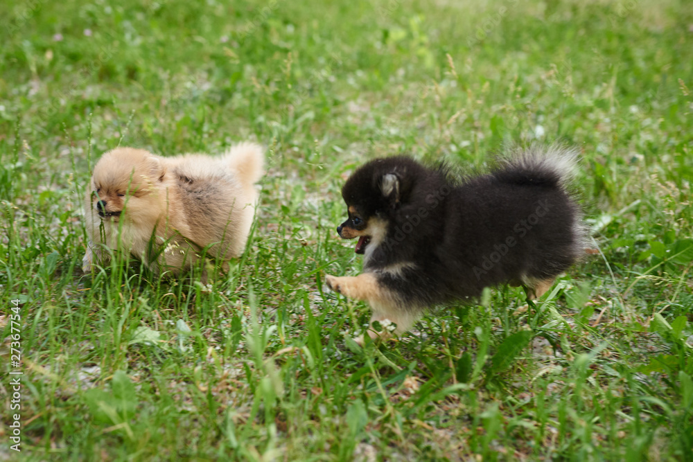 Pomeranian puppies playing in the street Pomeranian puppies playing in the street