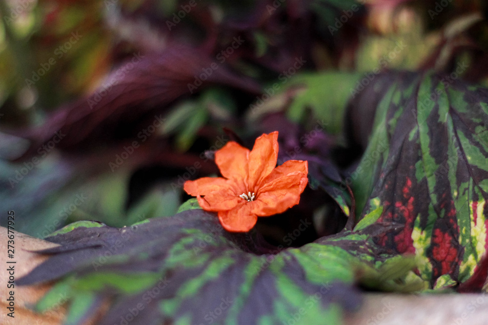 red flower red flower