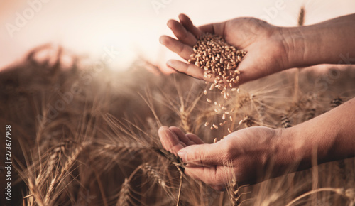 man pours wheat in hand to hand on the background of a wheat field