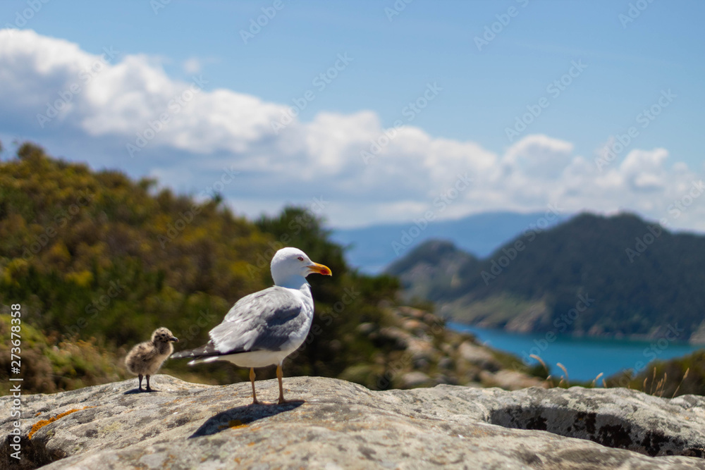 Seagull resting on a lovely sunny day Seagull resting on a lovely sunny day