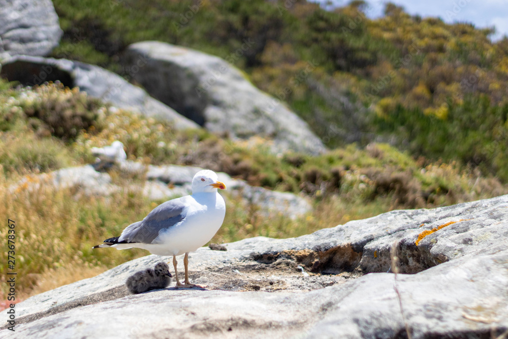 Seagull resting on a lovely sunny day Seagull resting on a lovely sunny day