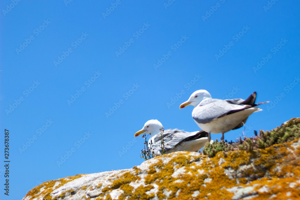 Seagull resting on a lovely sunny day Seagull resting on a lovely sunny day