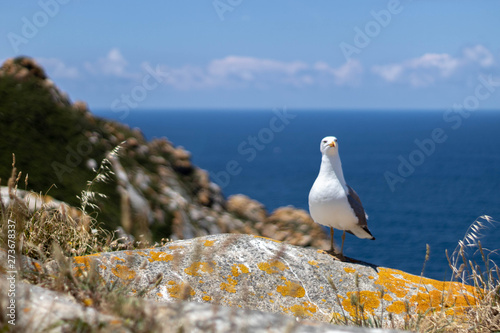 Seagull resting on a lovely sunny day