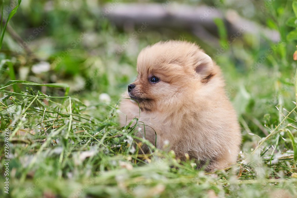 Cute puppy cream Pomeranian on the street. Cute puppy cream Pomeranian on the street.