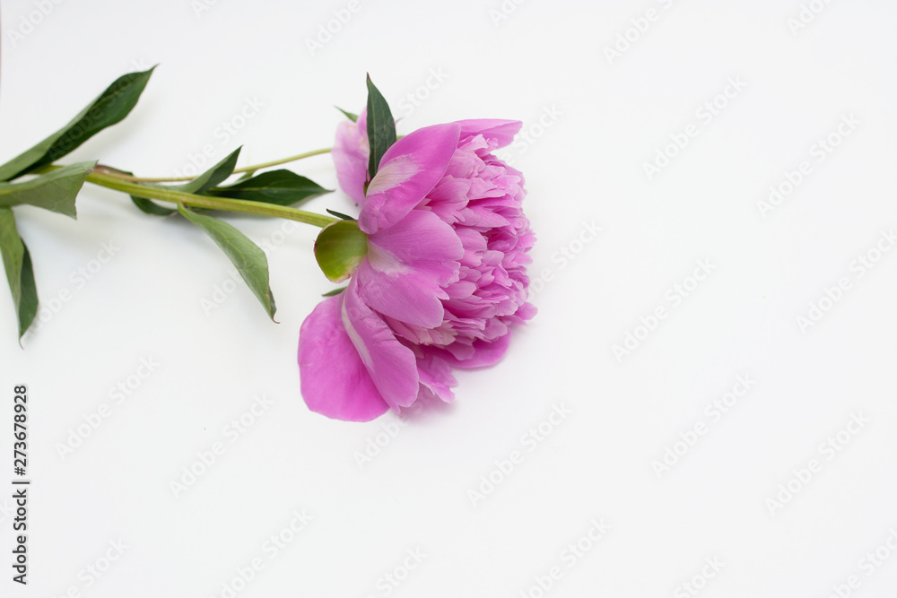 Beautiful pink peony flowers on white table with copy space for your text top view and flat lay style. Beautiful pink peony flowers on white table with copy space for your text top view and flat lay style.