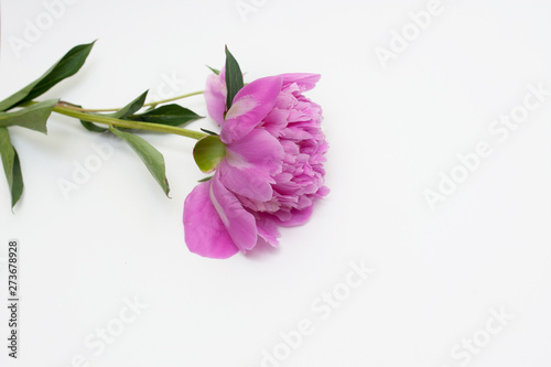 Beautiful pink peony flowers on white table with copy space for your text top view and flat lay style.