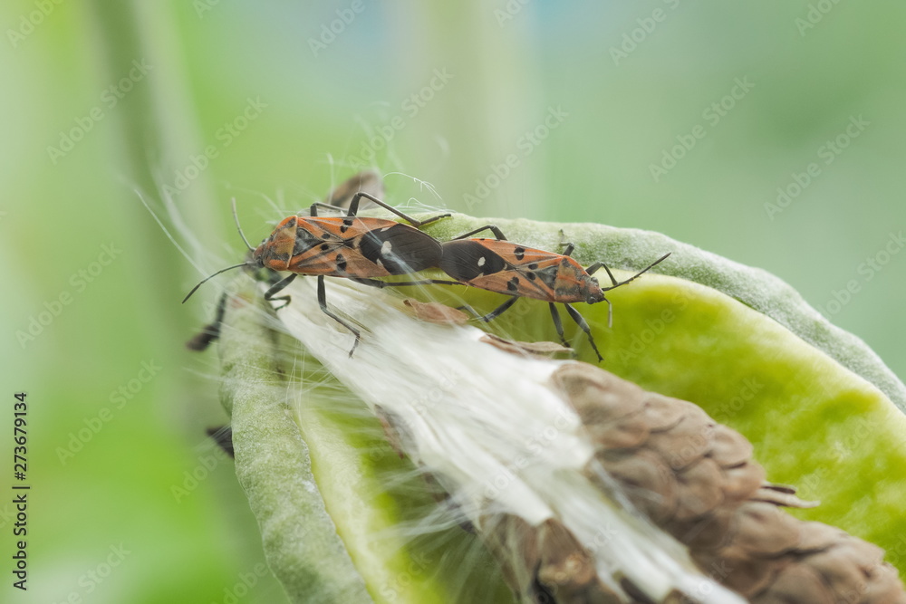 Fototapeta premium Two Red Cotton Bugs (Pyrrhocoridae) mating on crown flower with green nature blurred background.
