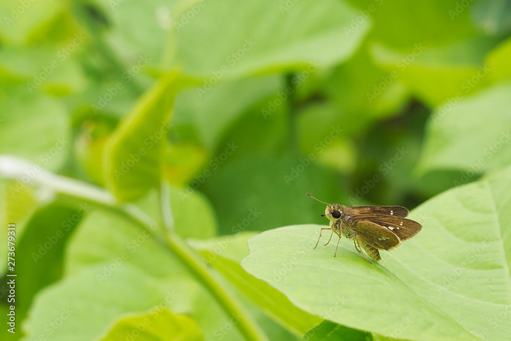 Spotted Grass Dart Butterfly (Taractrocera ardonia lamia) resting on green leaf with copy space and green nature blurred background. Spotted Grass Dart Butterfly (Taractrocera ardonia lamia) resting on green leaf with copy space and green nature blurred background.