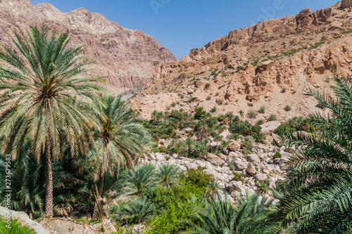 Palms in Wadi Tiwi valley, Oman