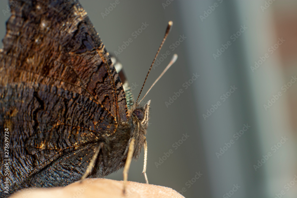 Obraz premium butterfly