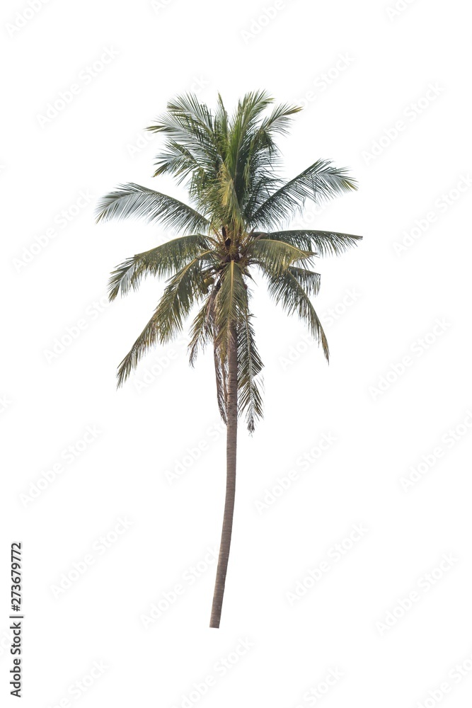 Obraz premium Coconut Tree isolated on a white background