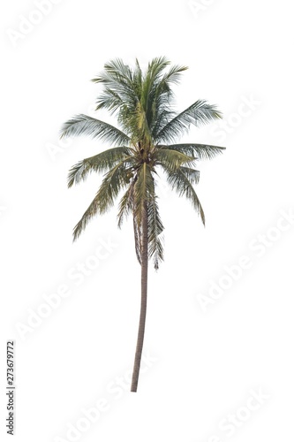 Coconut Tree isolated on a white background