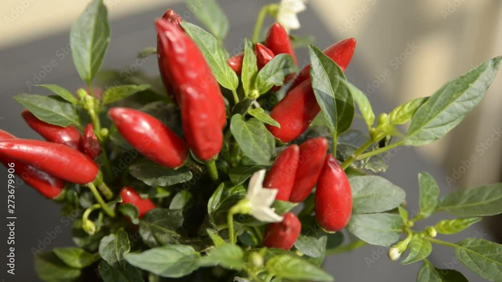 Close up shot of a chili pepper plant. In evidence the small red peppers with a very bright color, blurred a white flower. 25fps Close up shot of a chili pepper plant. In evidence the small red peppers with a very bright color, blurred a white flower. 25fps