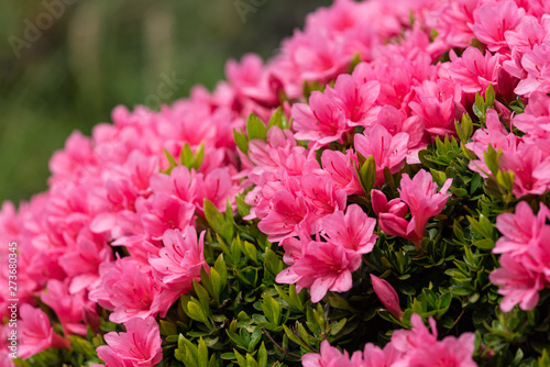 Pink azalea flower, in full bloom, Rhododendron