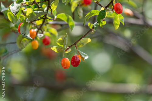 Fruit of silverberry, on the branch