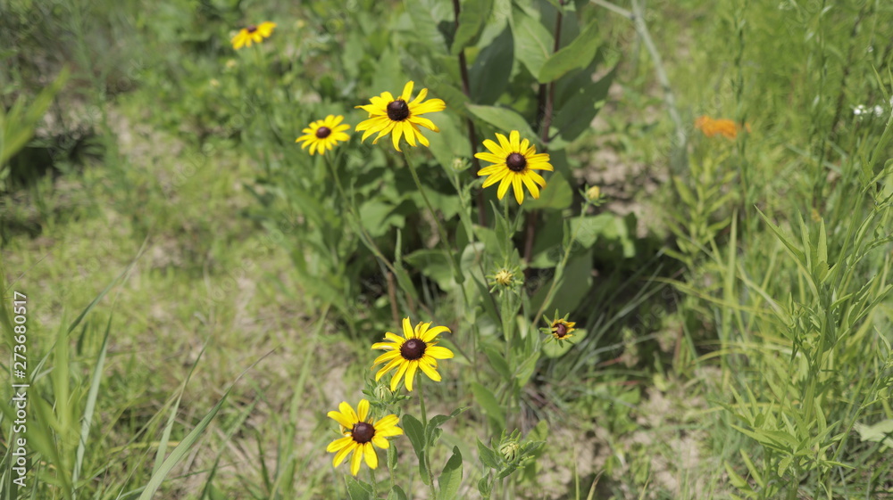 Fototapeta premium Midwest Wildflower Prairie Yellow wildflowers Black-eyed Susan
