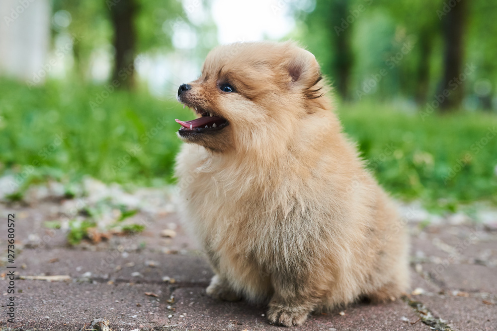 Cute puppy cream Pomeranian the street with his tongue hanging out. Cute puppy cream Pomeranian the street with his tongue hanging out.