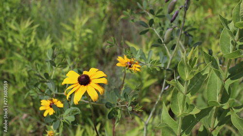 Midwest Wildflower Prairie: Black-eyed Susan