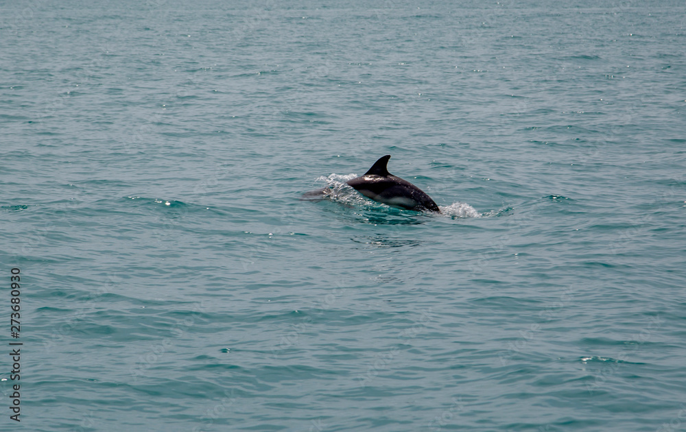 Fototapeta premium fin swimming dolphin out of the water