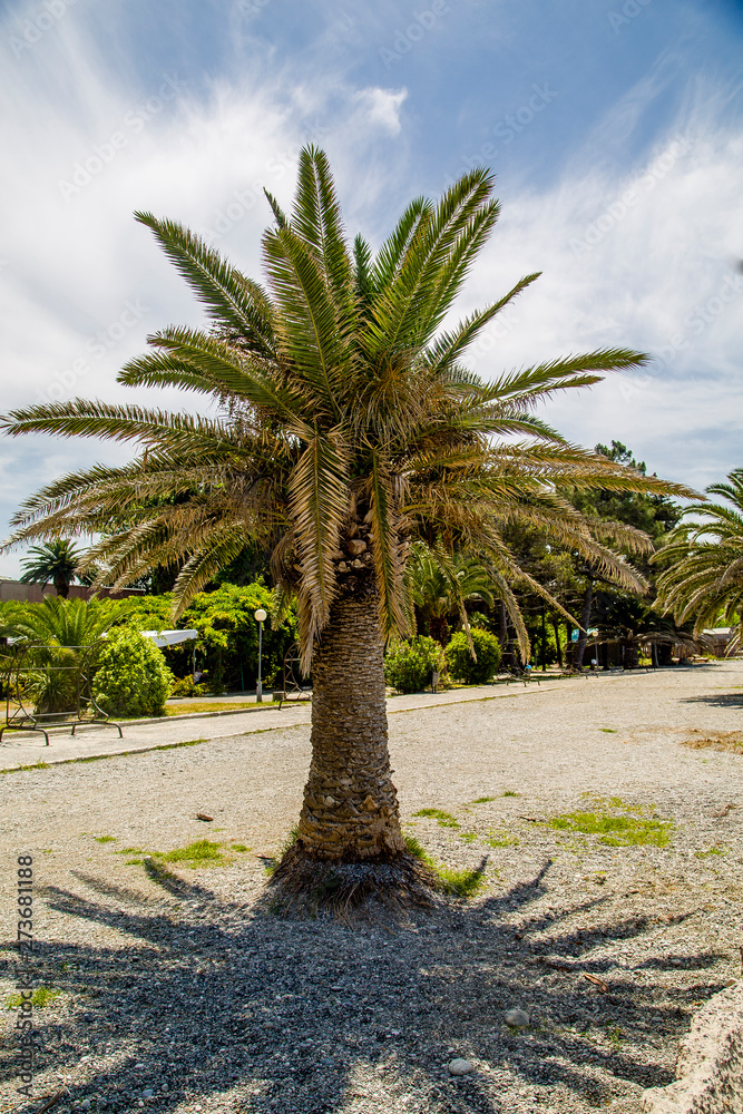 beautiful palm tree on a hot summer day