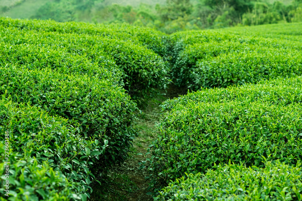 tea bushes plantations in the mountains