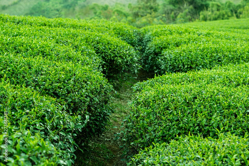 tea bushes plantations in the mountains © YARphotographer