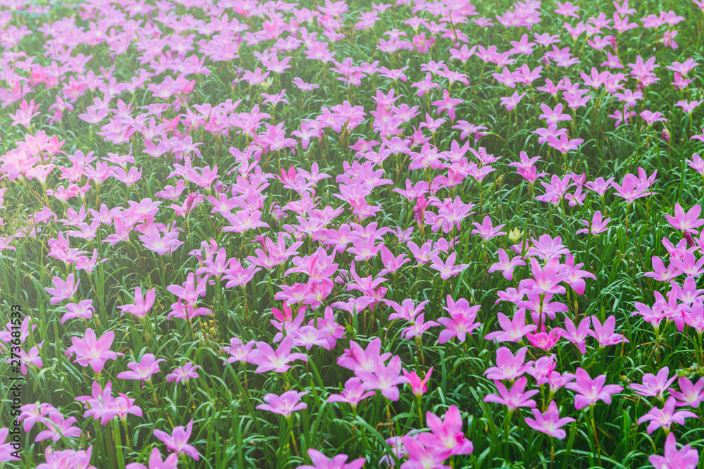 Naklejka premium Zephyranthes grandiflora pink flowers or Fairy Lily