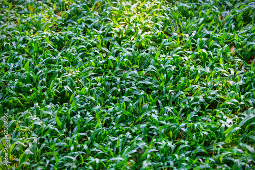 Background of green grass (Axonopus Compressus)