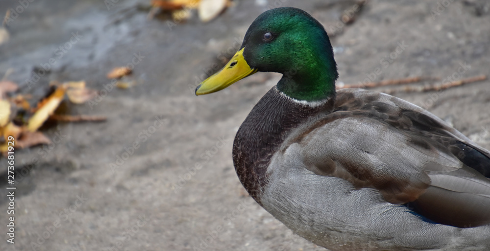 Portrait of a beautiful drake with a yellow beak and a green head Portrait of a beautiful drake with a yellow beak and a green head