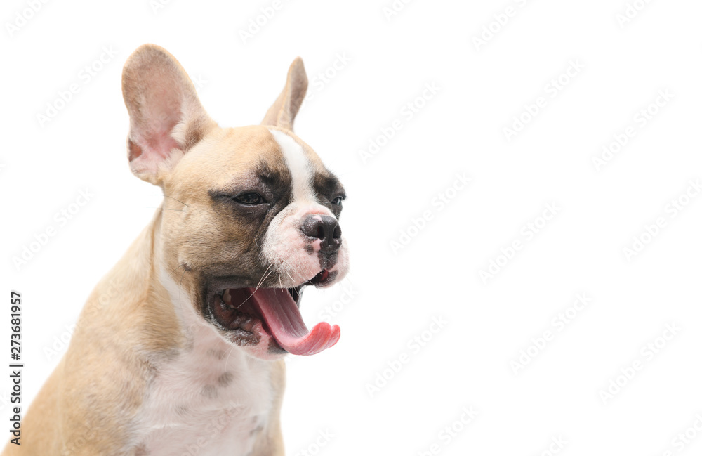 Cute french bulldog puppy yawn isolated on white