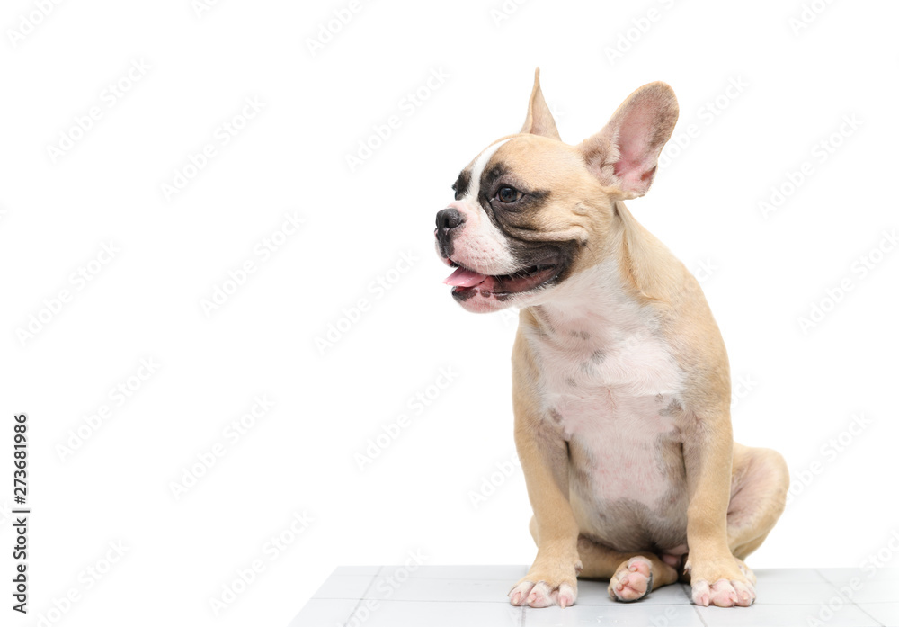 cute french bulldog sitting on table isolated